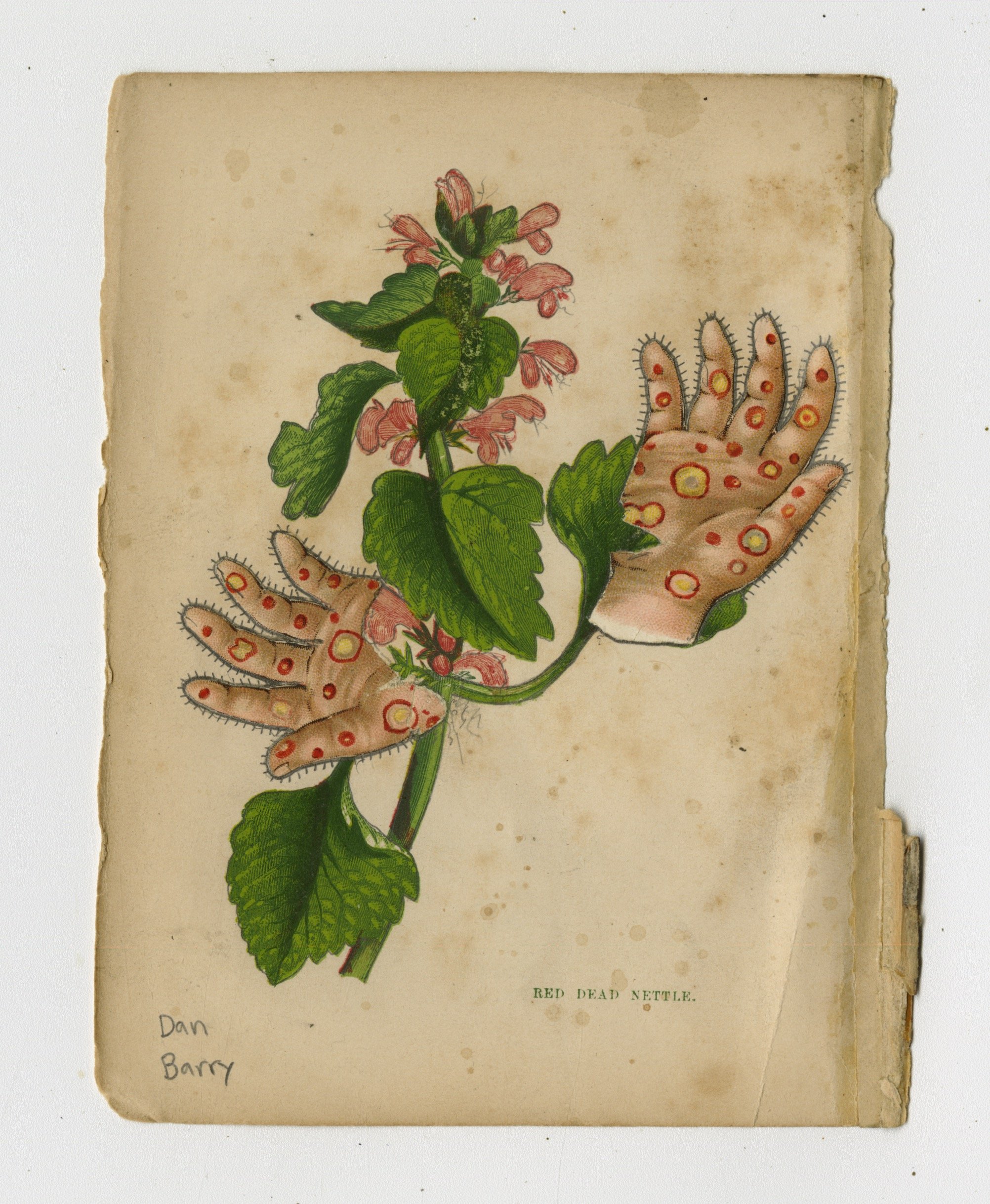 Red Dead Nettle