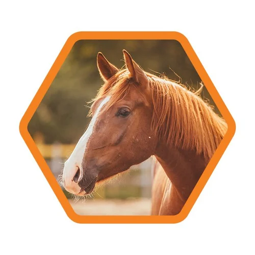 HoneyCure Jar — HoneyCure Natural Wound Care for Horses, Cats, and