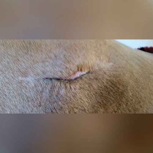  Abby’s wound after eight weeks of using HoneyCure. 