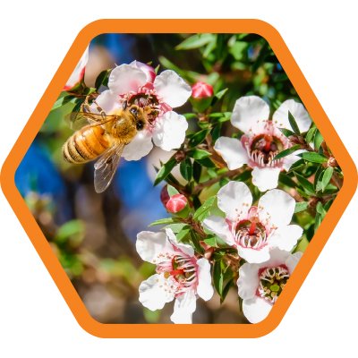 Honey - Wikipedia