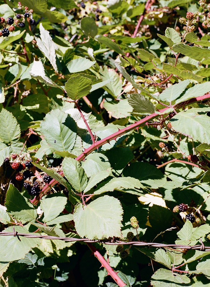 36_000012150004_web.jpg