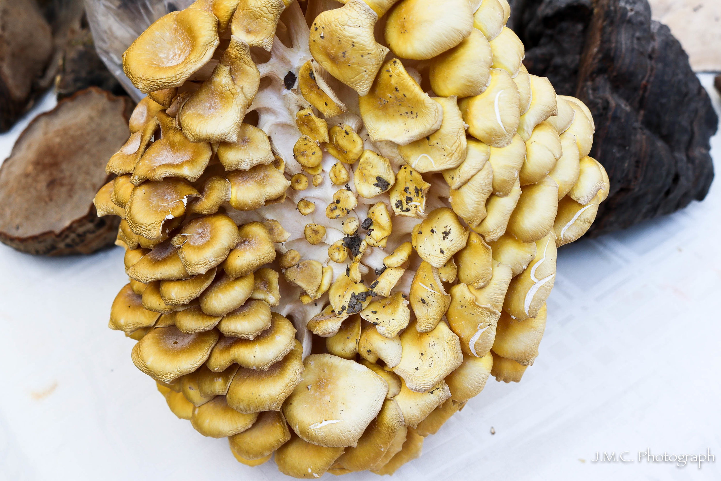 Mushroom Cluster