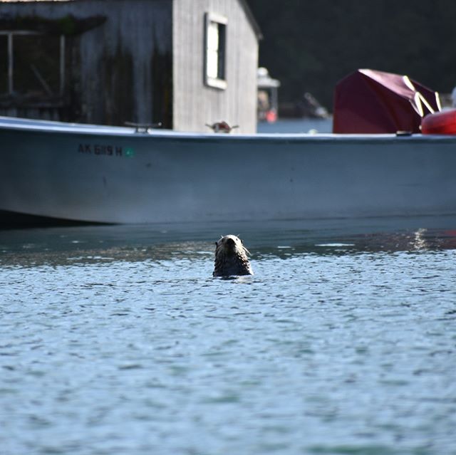 Hey little buddy, whats going on over there?

#halibutcove #otters #getoutside #alaska #nopebblemine