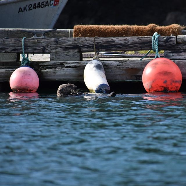 You otter be here. #halibutcove #alaska is waiting just for you

#sharingalaska #kachemakbay #YouNeedAlaska #keepitwild #outdoors #bestvacations #seeyououtthere #love