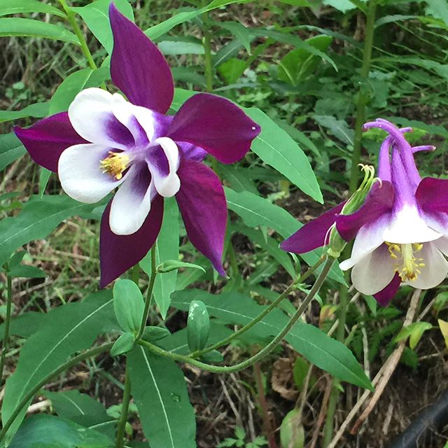 Halibut Cove House is blooming! Can anyone identify any of these beauties?
Bonus points for bees right? .
.
.
.
#halibutcove #alaska #kachemackbay #getoutside #nopebblemine #nature #optoutside #keepitwild #travel #flowers #flowergram #justbefloral #l