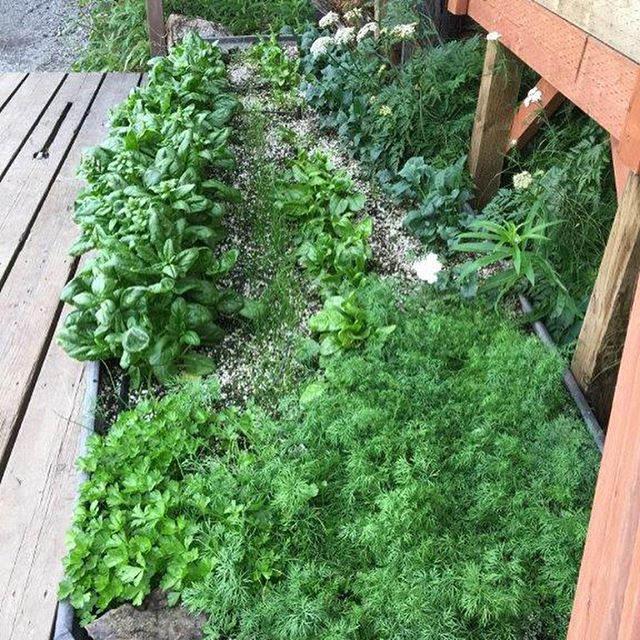 Skiff gardens for the win #halibutcove #alaska #kachemackbay . . . .

#alaskagardens #alaskagardening #alaskagarden #gardening #thealaskalife #growyourfood #healthylifestyle #loveyourself #nopebblemine #livefree #plants