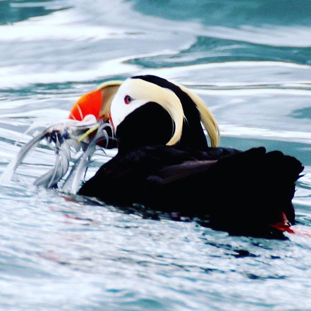 Just a puffin doing puffin things. 
PC: @skiffgarden 
www.halibutcovehouse.com 
#halibutcove #alaska #sharingalaska #nopebblemine #kachemakbay #naturalalaska #youneedalaska #thealaskalife #outdoors #getoutside #nature #adventure #birding #birdingphot