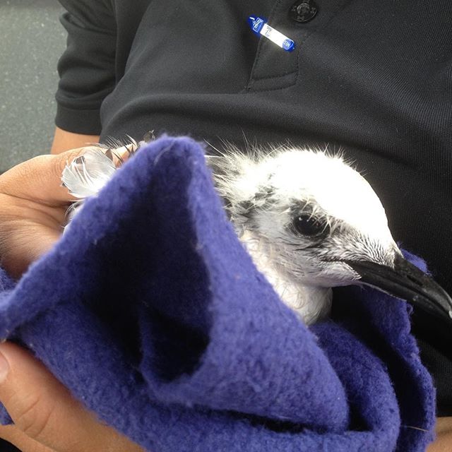 A family effort to save this baby kittiwake near the entrance of #homeralaska harbor. Baby was saved and taken to town to be hand fed by family until we could get her to the wildlife people. 
#protectwhatyoulove
#savingalaska #ittakesavillage #lifeis