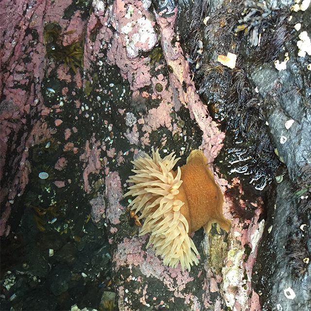 Tide pooling offers a wonderful glimpse of what lies beneath our vast oceans. #getoutside and #explore #halibutcove #Alaska .
.
.
#protectwhatyoulove #biodiversityisbiosecurity #sharingalaska #nopebblemine #kachemakbay #naturalalaska #youneedalaska #