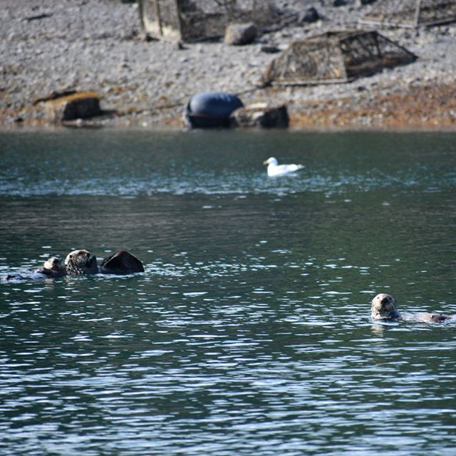 I love curious little otters. #halibutcove #alaska #kachemakbay #latergram #nopebblemine .
.
#sharingalaska #naturalalaska #nature #alaskan #optoutside #fishingtrip #seeyououtthere