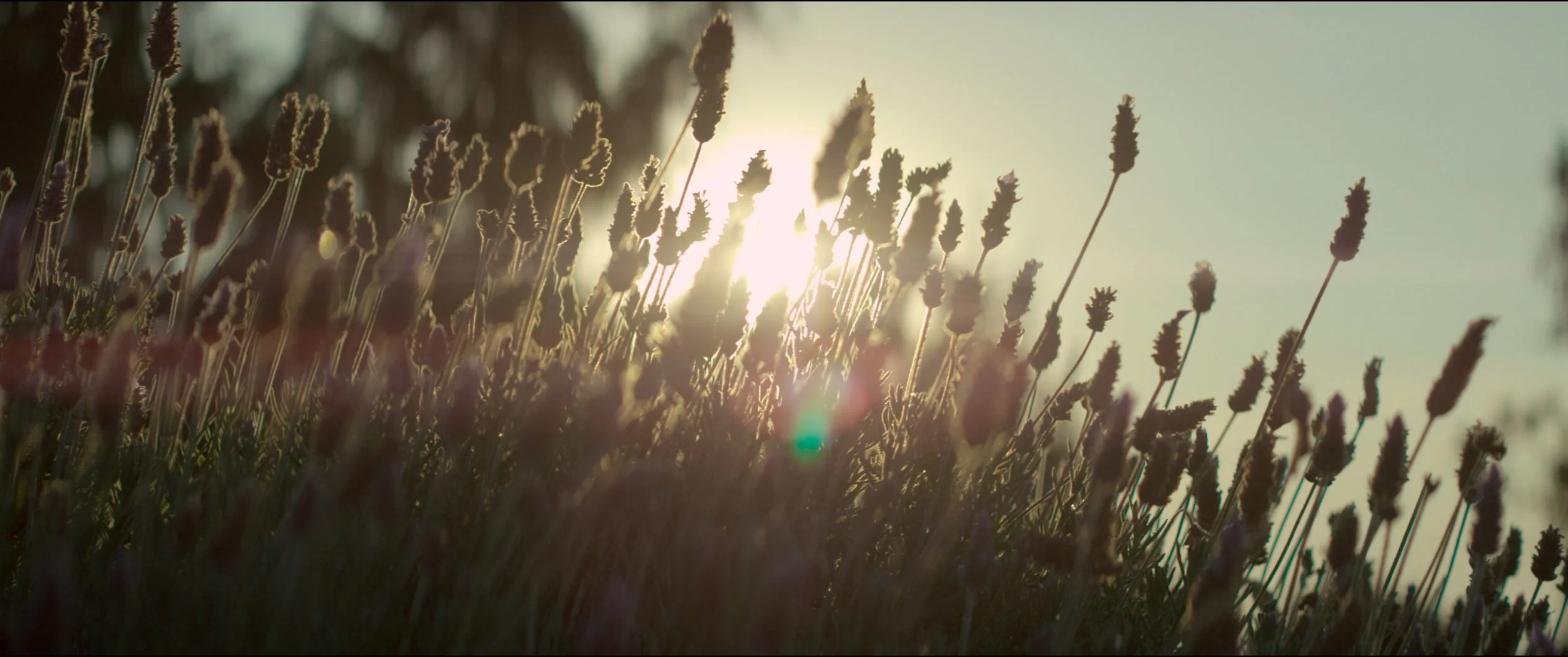 Happiness2K_9 copy.jpg