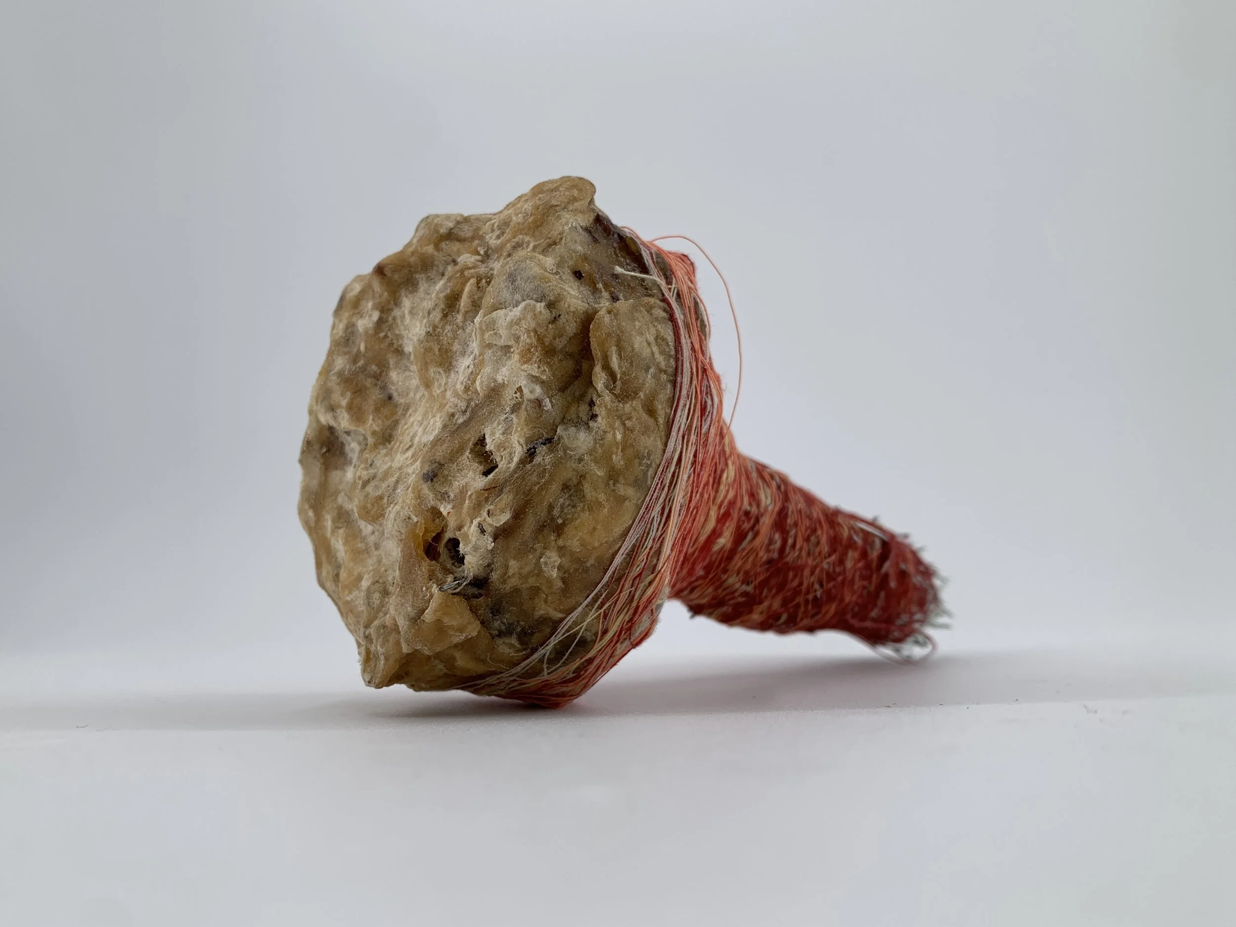 image2_lanier_petrifiedextraction.jpg