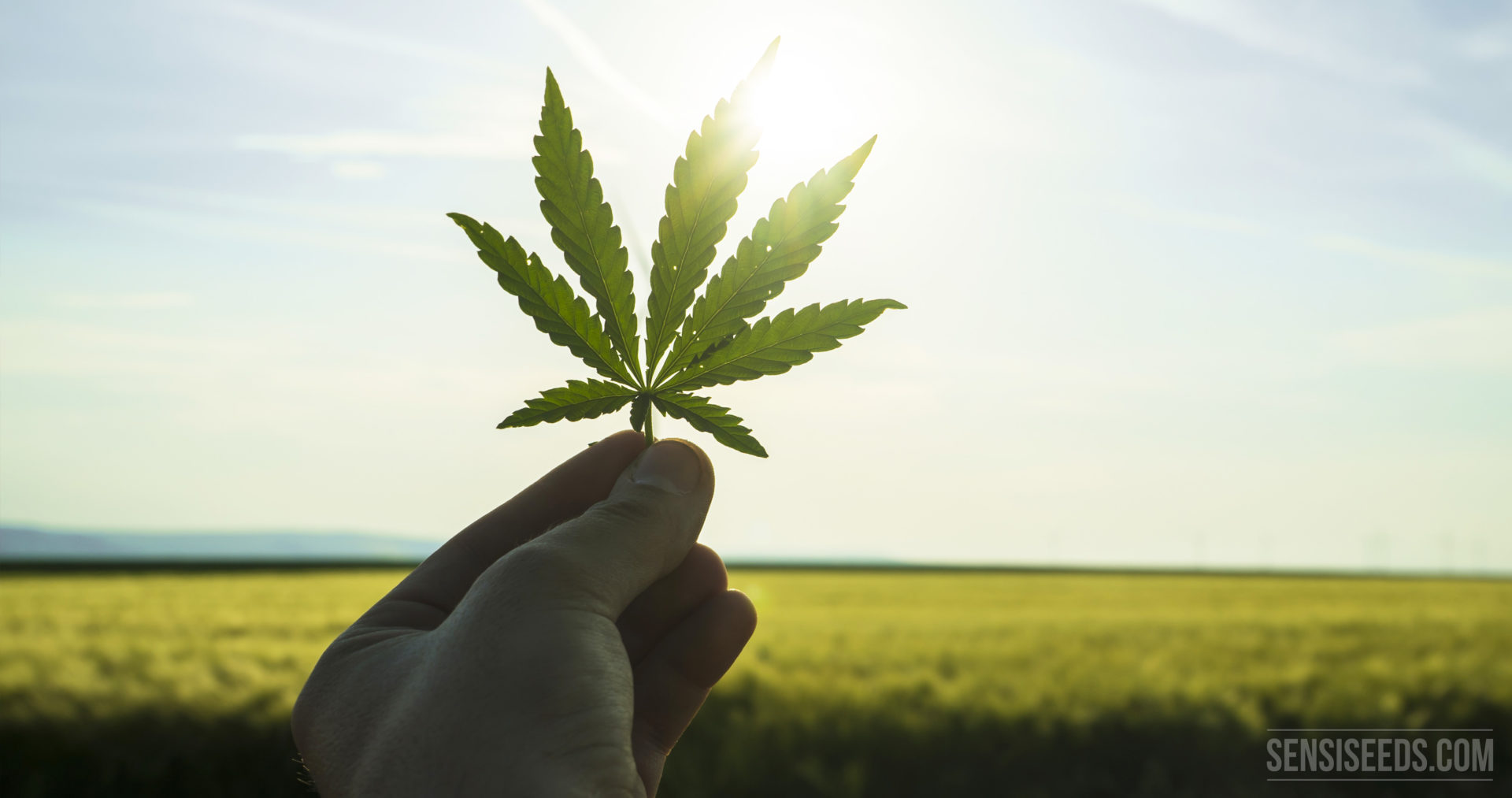 Difference-between-cannabis-marijuana-and-hemp-sensiseeds-1920x1013.jpg