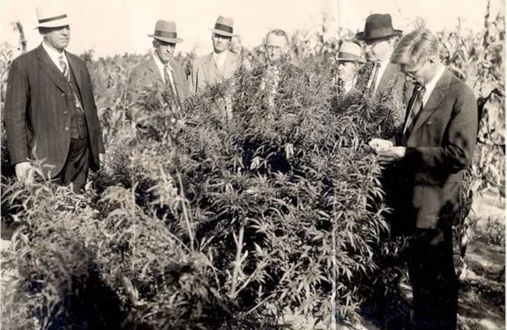 Истинная история марихуаны ph для выращивания конопли