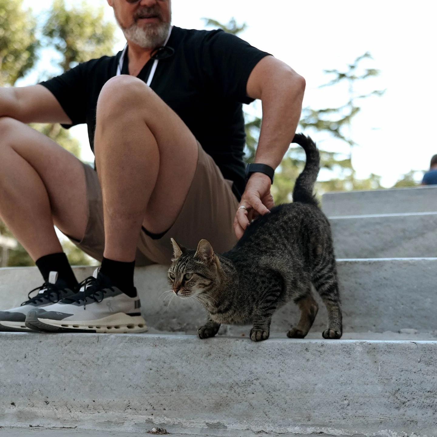 You wouldn&rsquo;t believe how many cats we saw in Istanbul this summer. Sources estimate that there are 125,000 strays in the city. Though not pictured here, @jennatbalut pet every single one of them. #cat #cats_of_instagram #catsofistanbul 

📸: @f