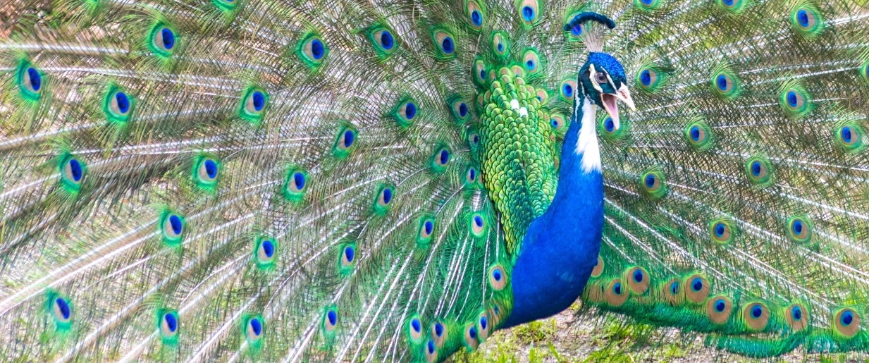 OC - OCI - 1 - Gopikrishna - Jeevanand - GJS 0880 3.jpg