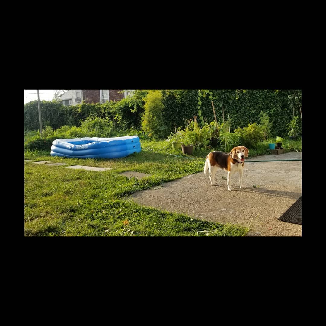 .
 The dog and the swimming pool. 🐶 🏊
.
.
.
.
.
.
.
.
.
.
.
#swimmingpool #artist #holiday #dog #beagle #love #bestfriends  #puppy #cute #pet #americanlife #suburban #quarantinelife #backyard #summer #photooftheday #photography #artworld #photoart 
