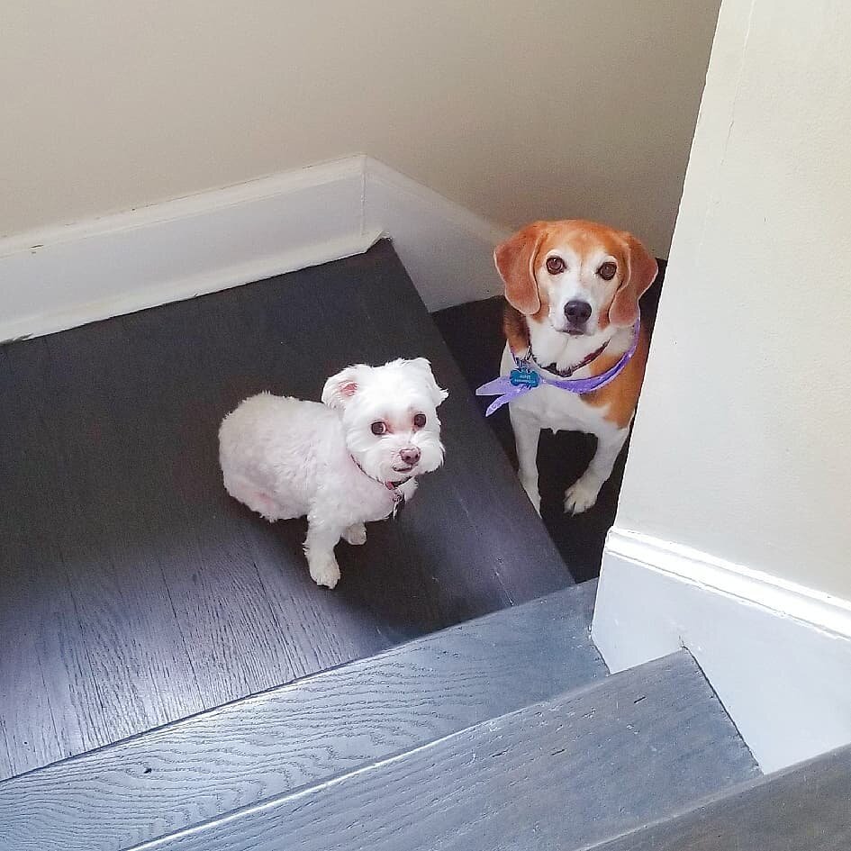 I just interrupted a secret conversation! 
.
.
.
.
.
.
.
.
.
.
.
.
#puppy
#dogofinstagram 
#dog 
#beagle
#bestfriends 
#whitedog 
#pet
#petsofinstagram 
#pets 
#conversation 
#puppyoftheday 
#love 
#fun