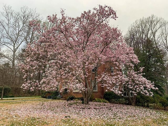 This tree! Stay safe and well, friends.