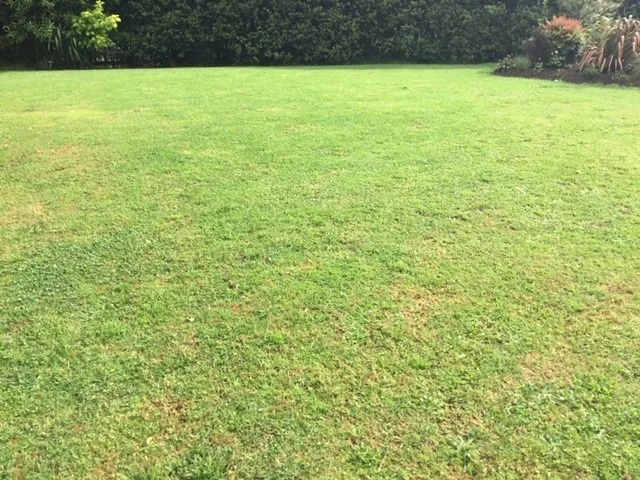 robolinho test 2.jpg