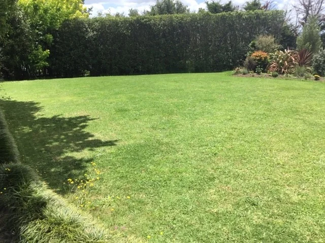 robolinho test 3.jpg