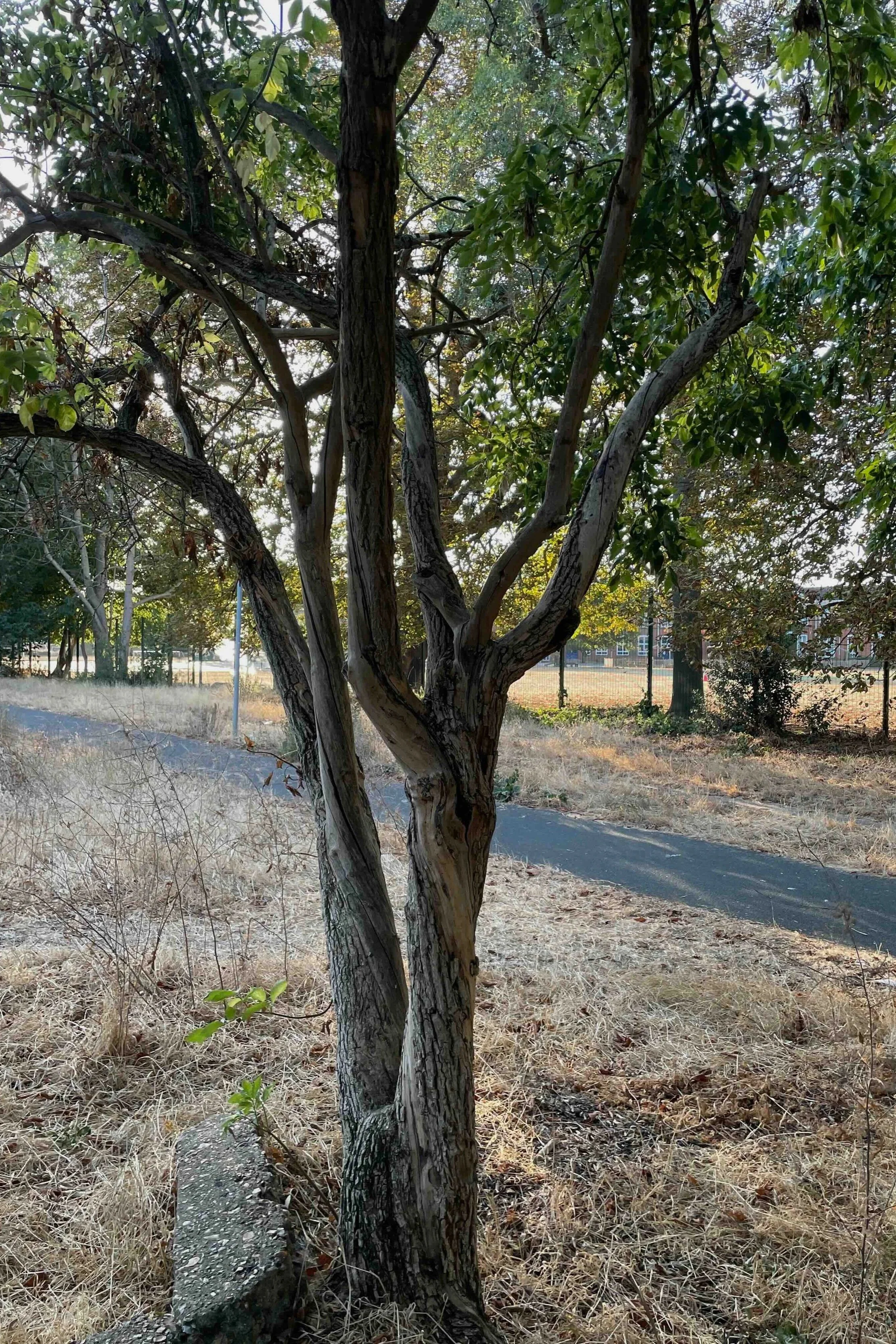 Tree in sunburnt landscape