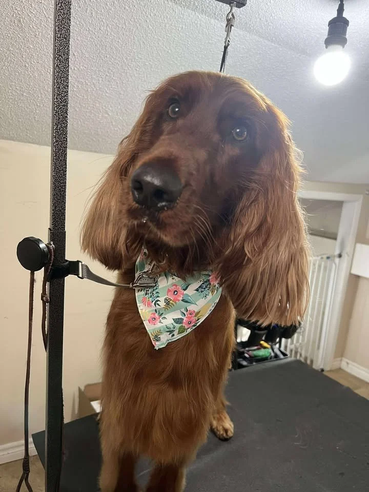 cash grooming.jpg