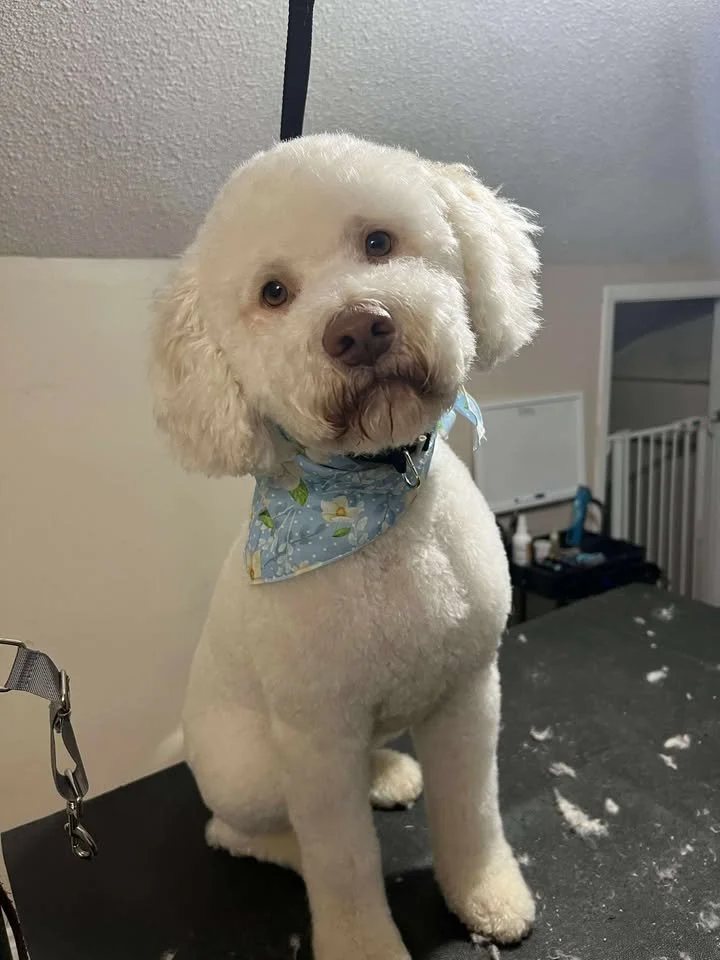 Otto Grooming.jpg