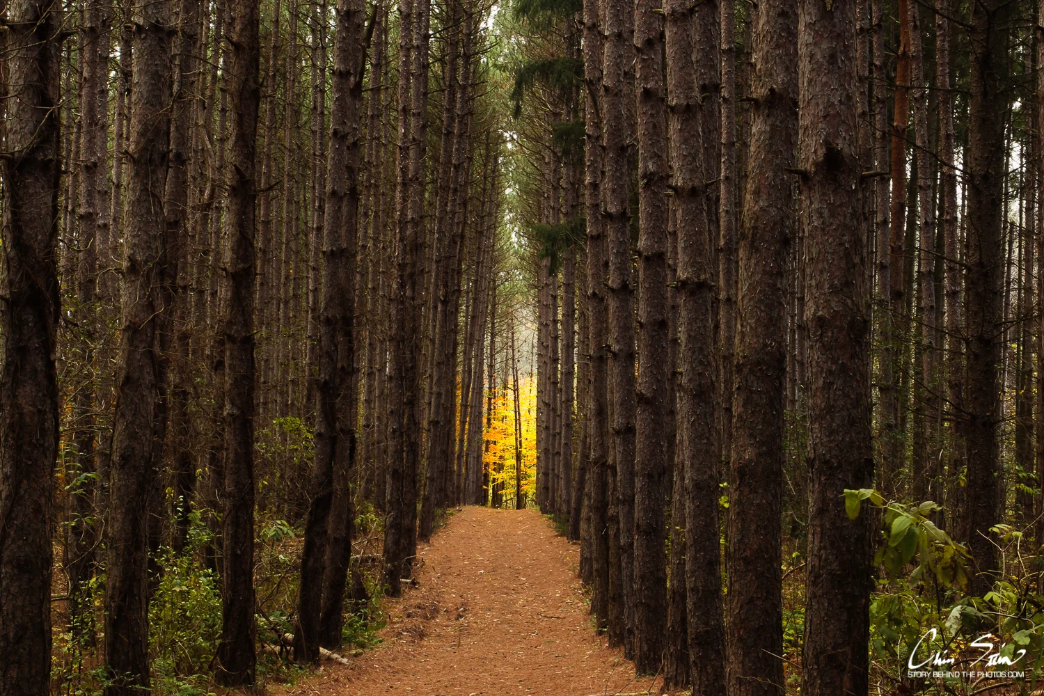Light at the end of the Tunnel2013.jpg