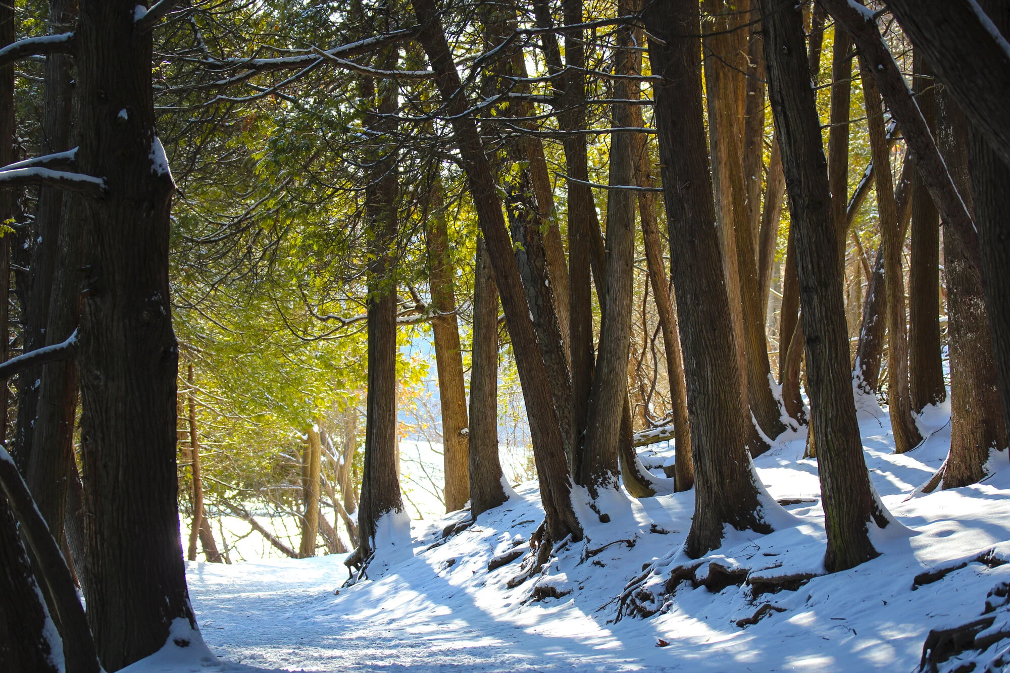 snow2012.jpg