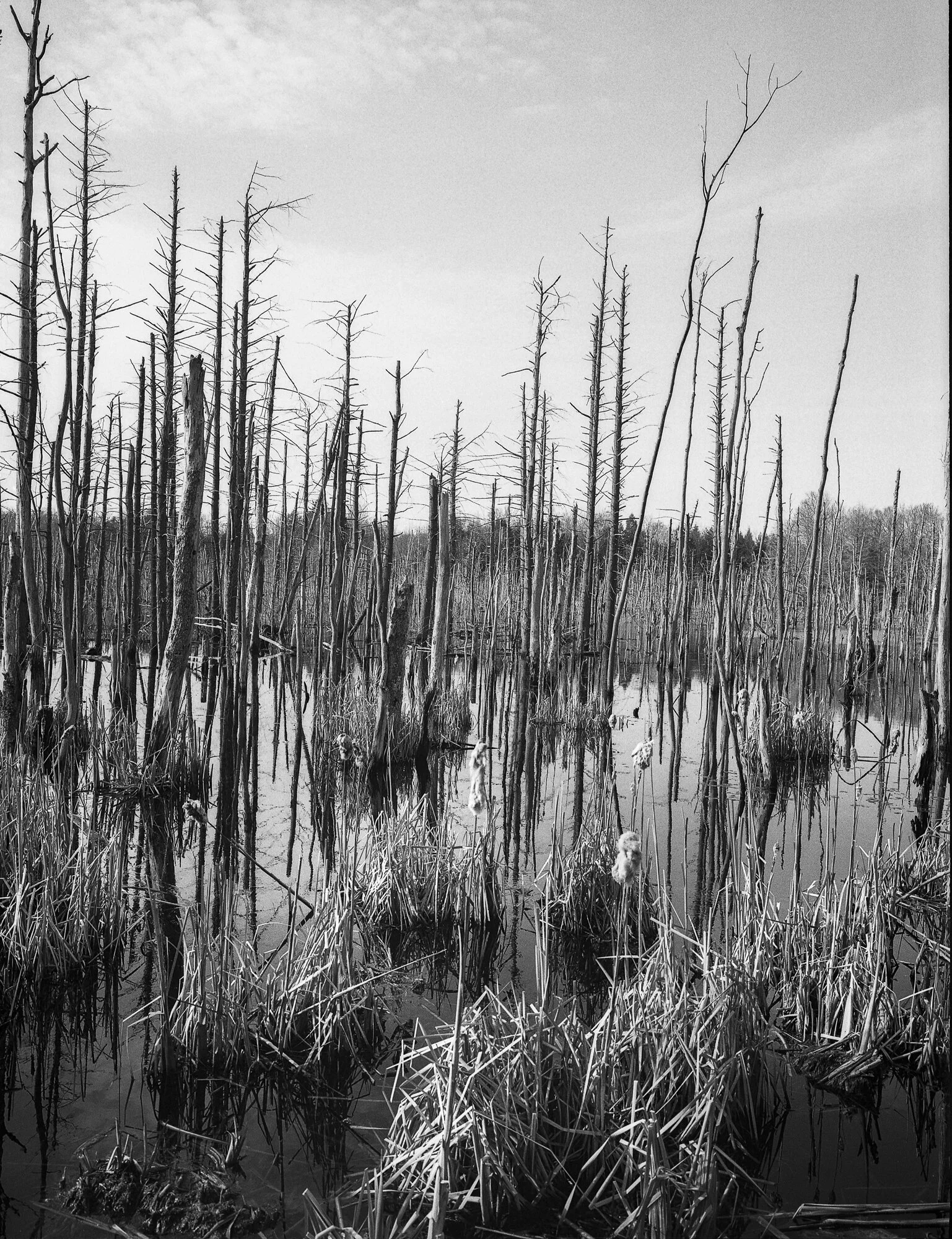 swamp2020.jpg
