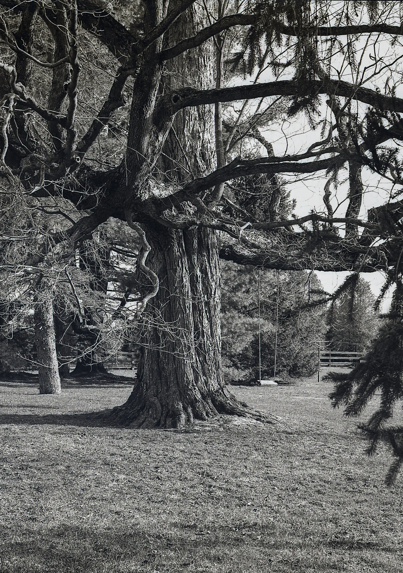 Tree swing2020.jpg