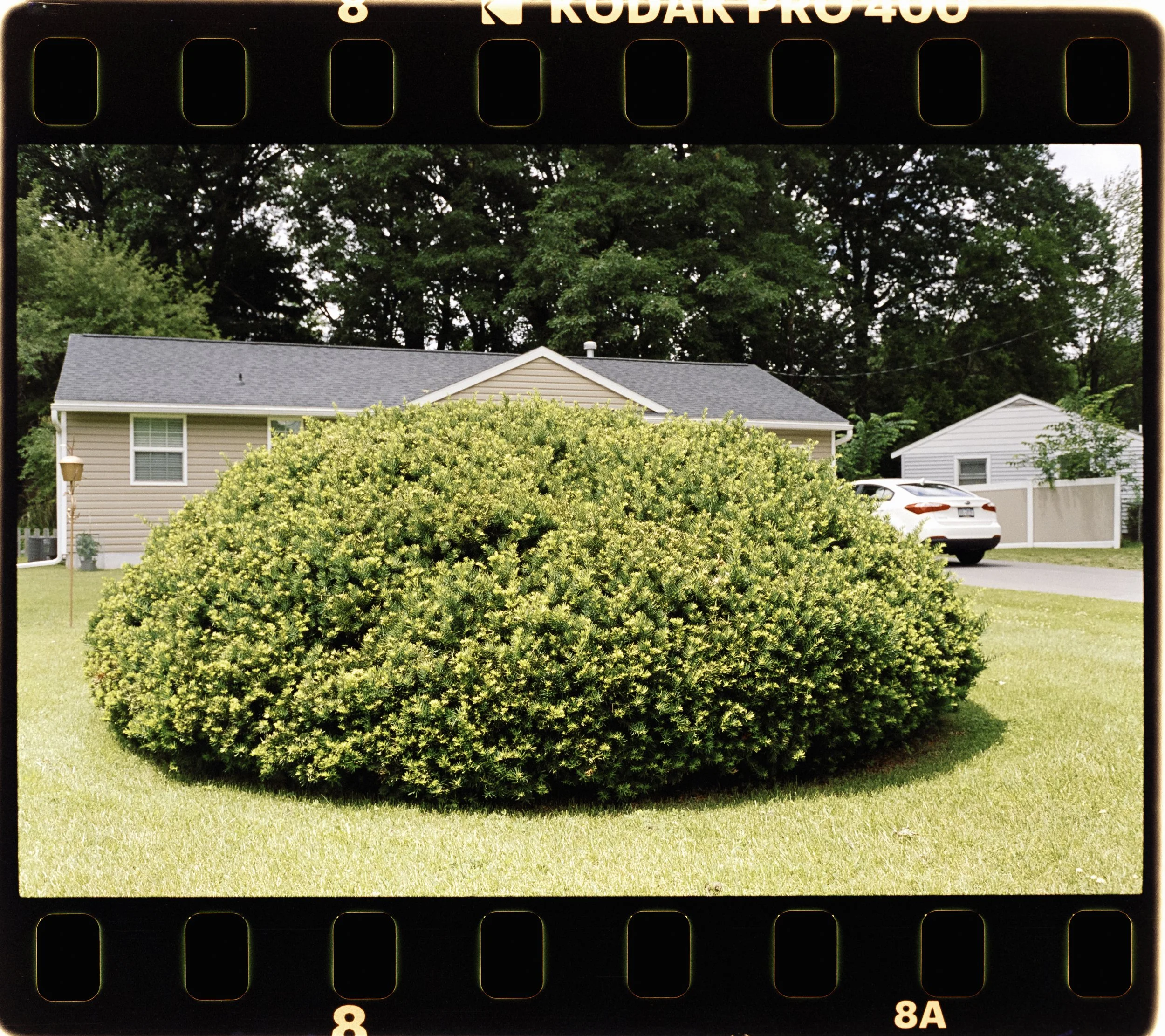 Bush-1.jpg