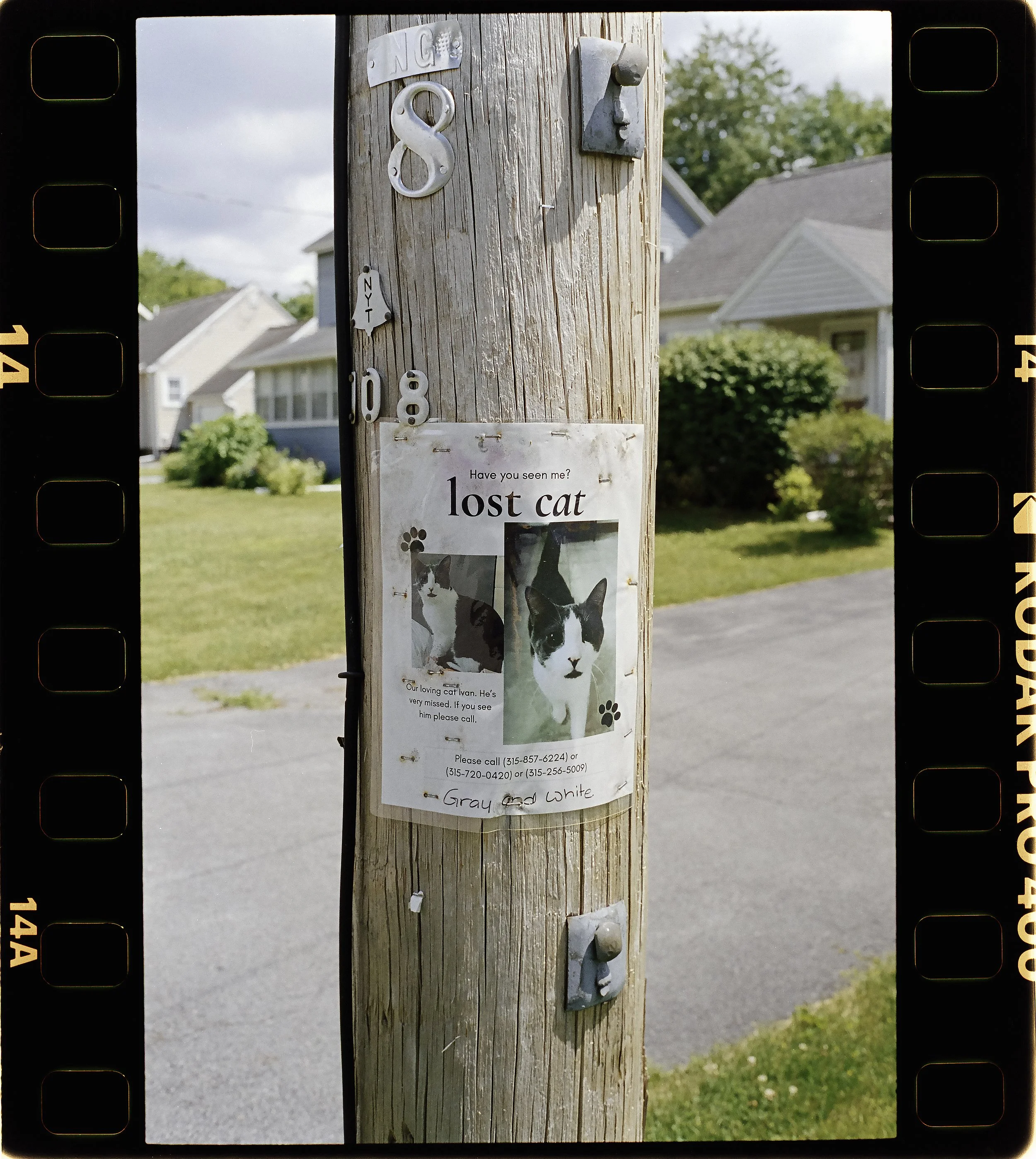 LostCat-1.jpg
