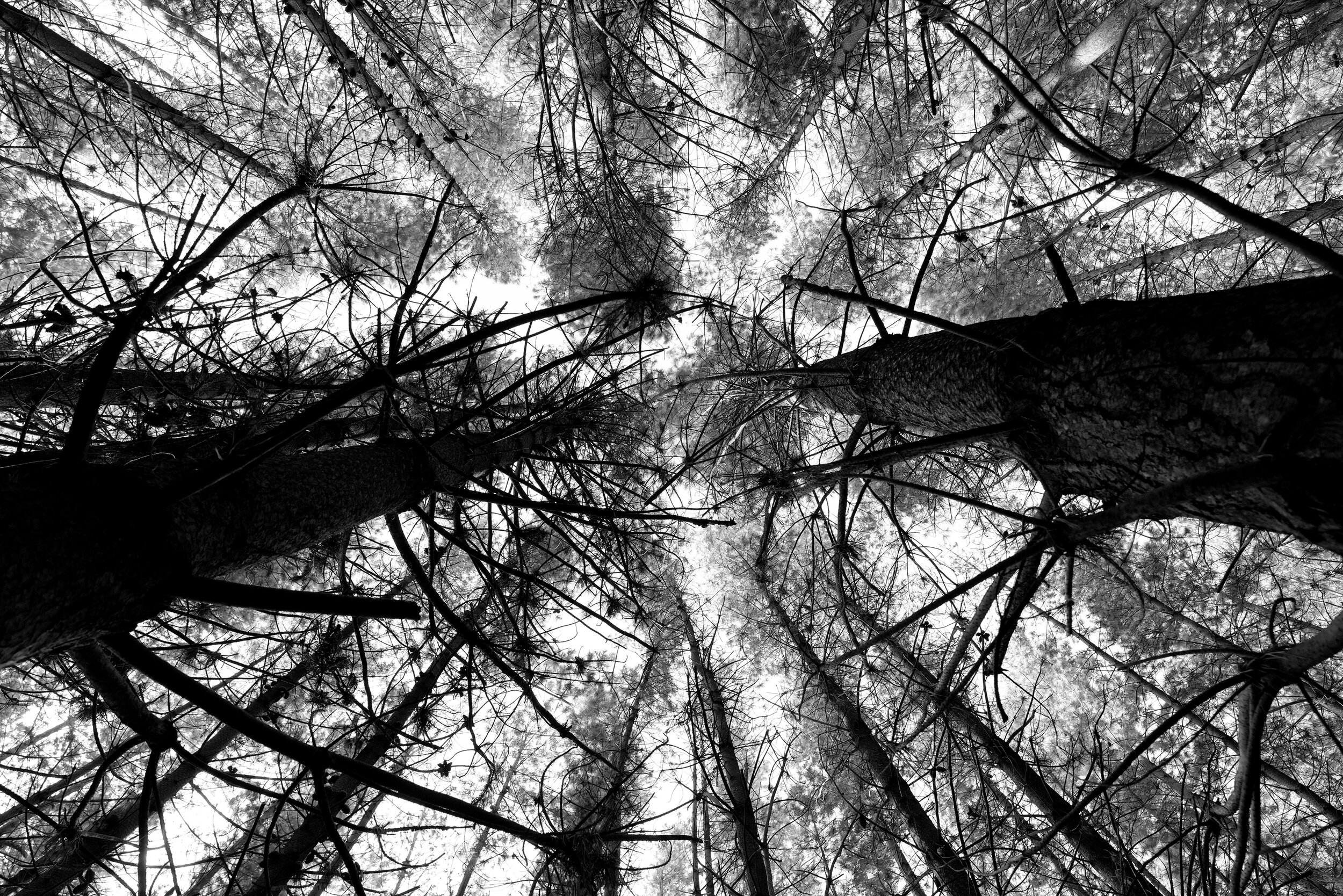 Bradley Patrick 0041.JPG