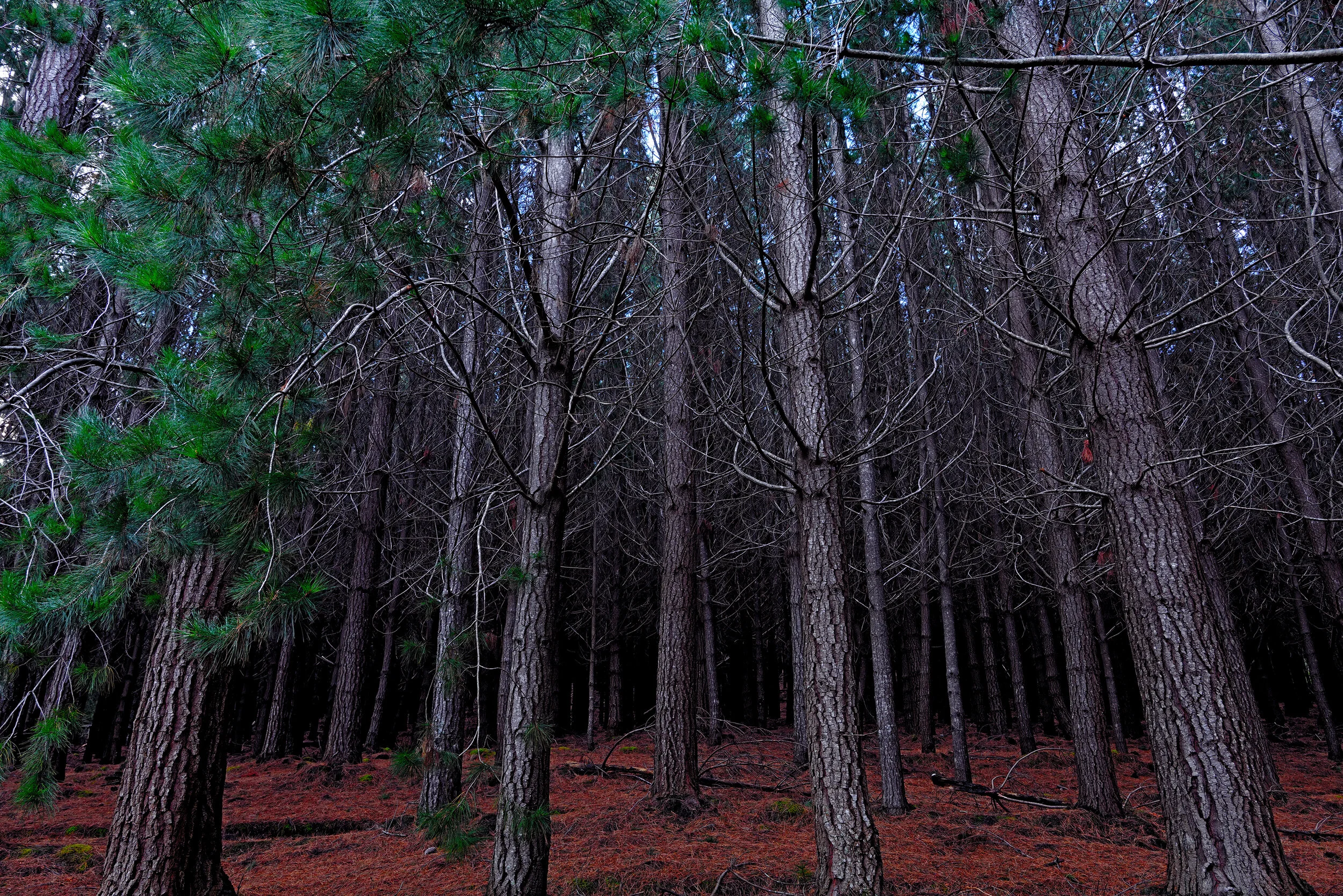 Bradley Patrick 0029 (2).JPG