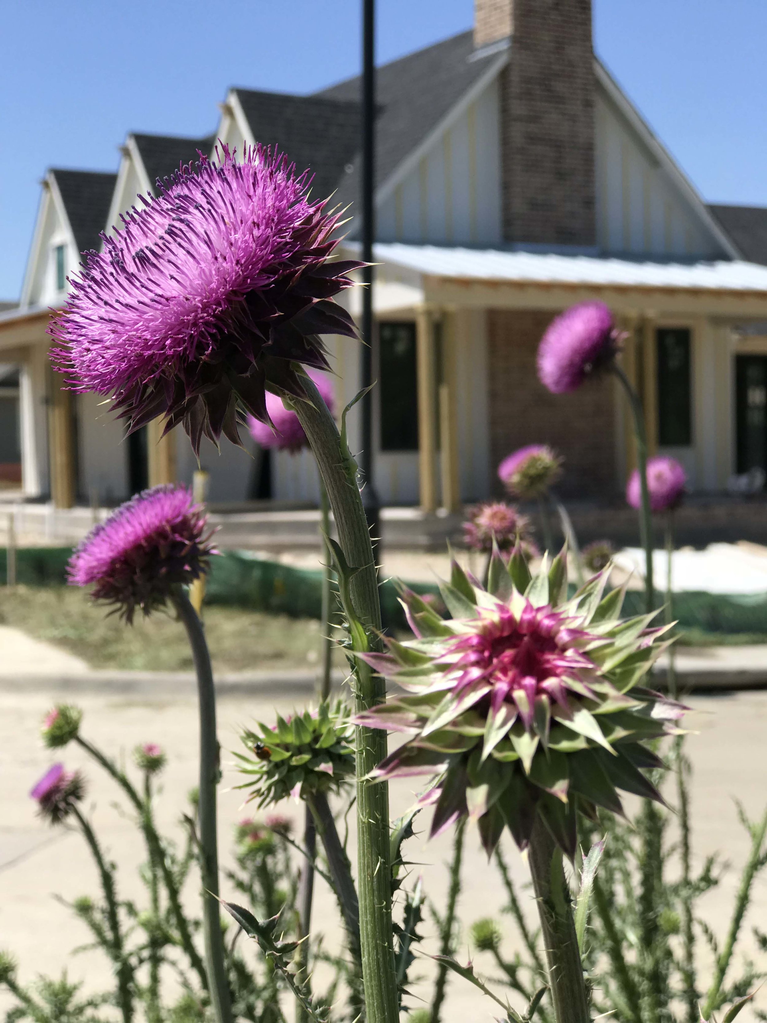 Thistle.jpg