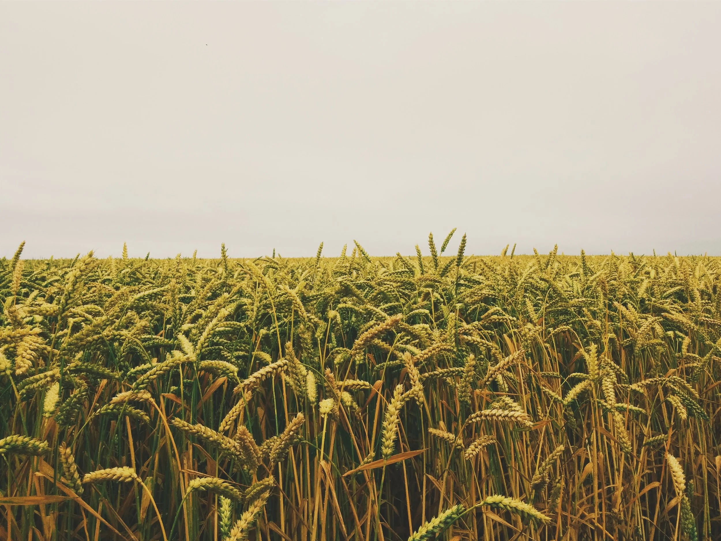 4 Health Benefits of Eating Locally Harvested Food
