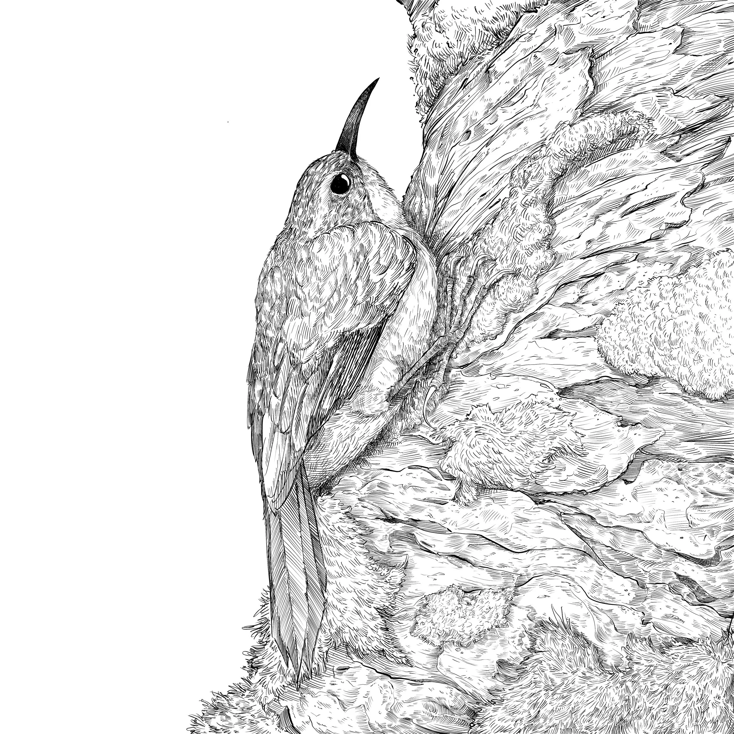 Brown Creeper_Linework.JPG