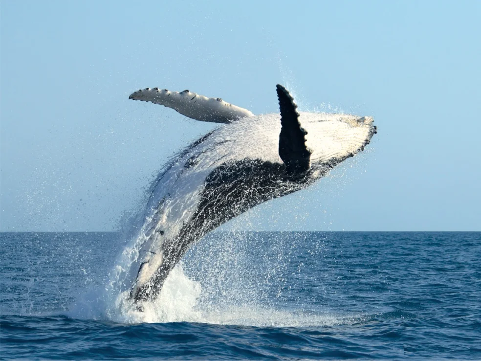 Humpback_Whale_Breach_Zoomed_Out.jpg
