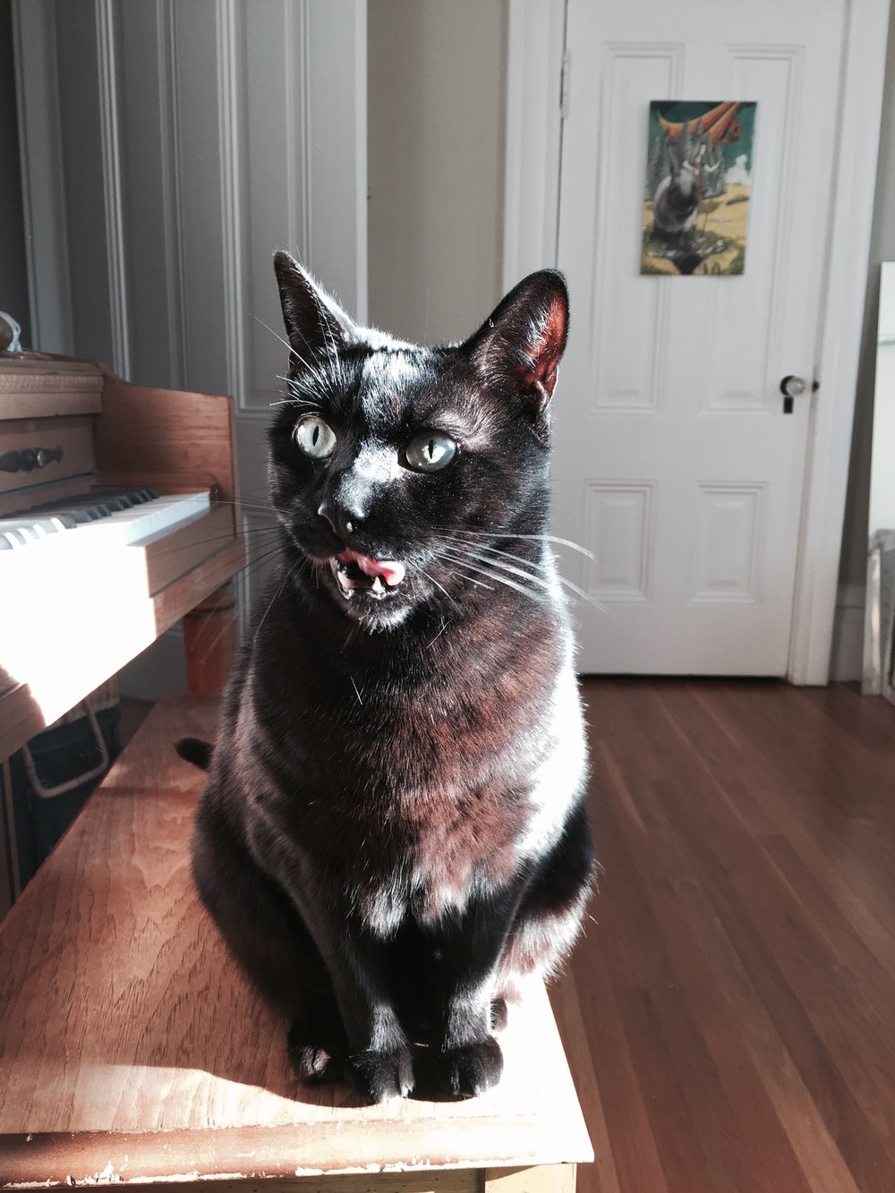 Services Cat Sit Dog Sit Services Cat Sit Dog Sit