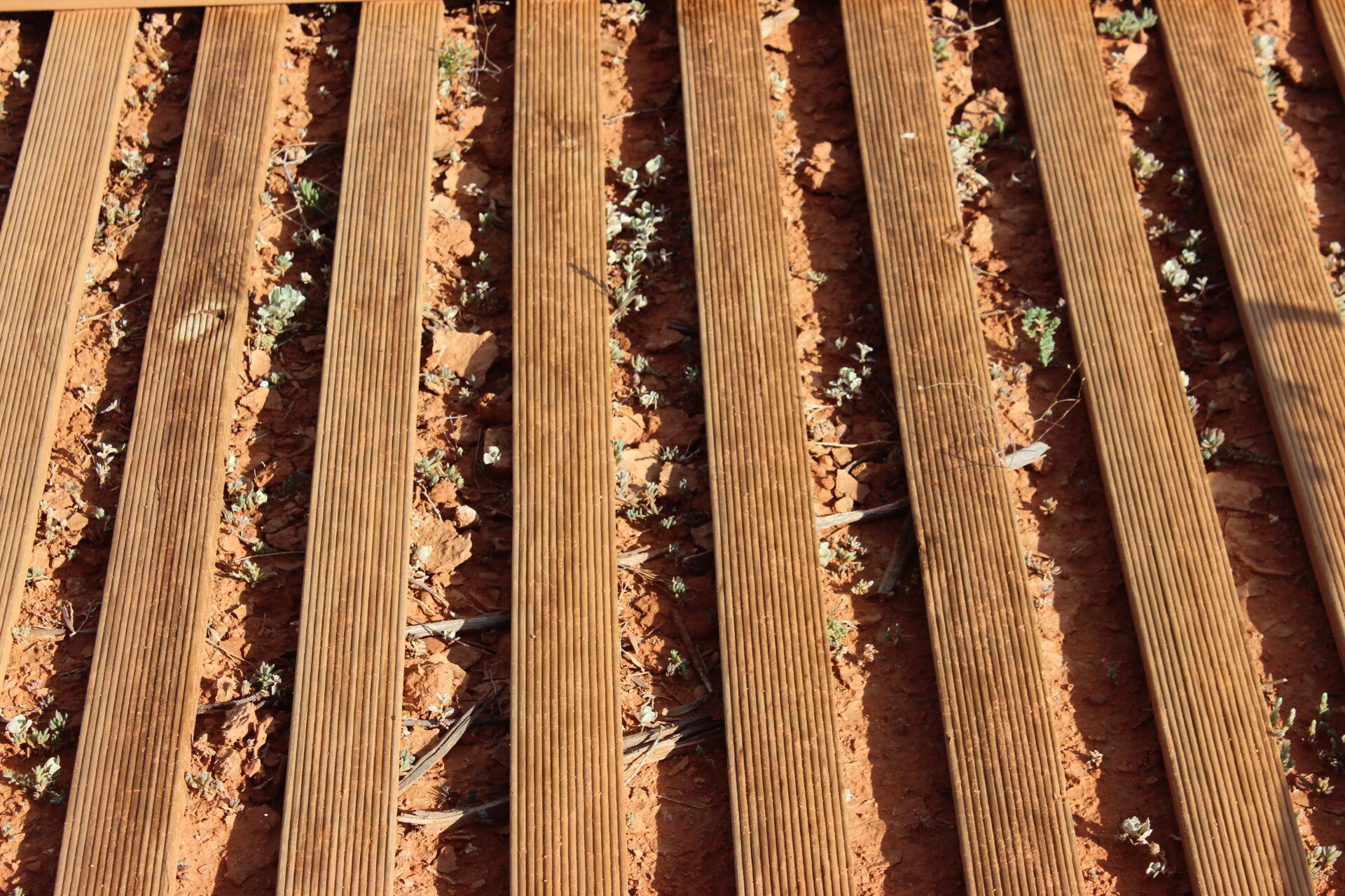 Salt bush, signs of life