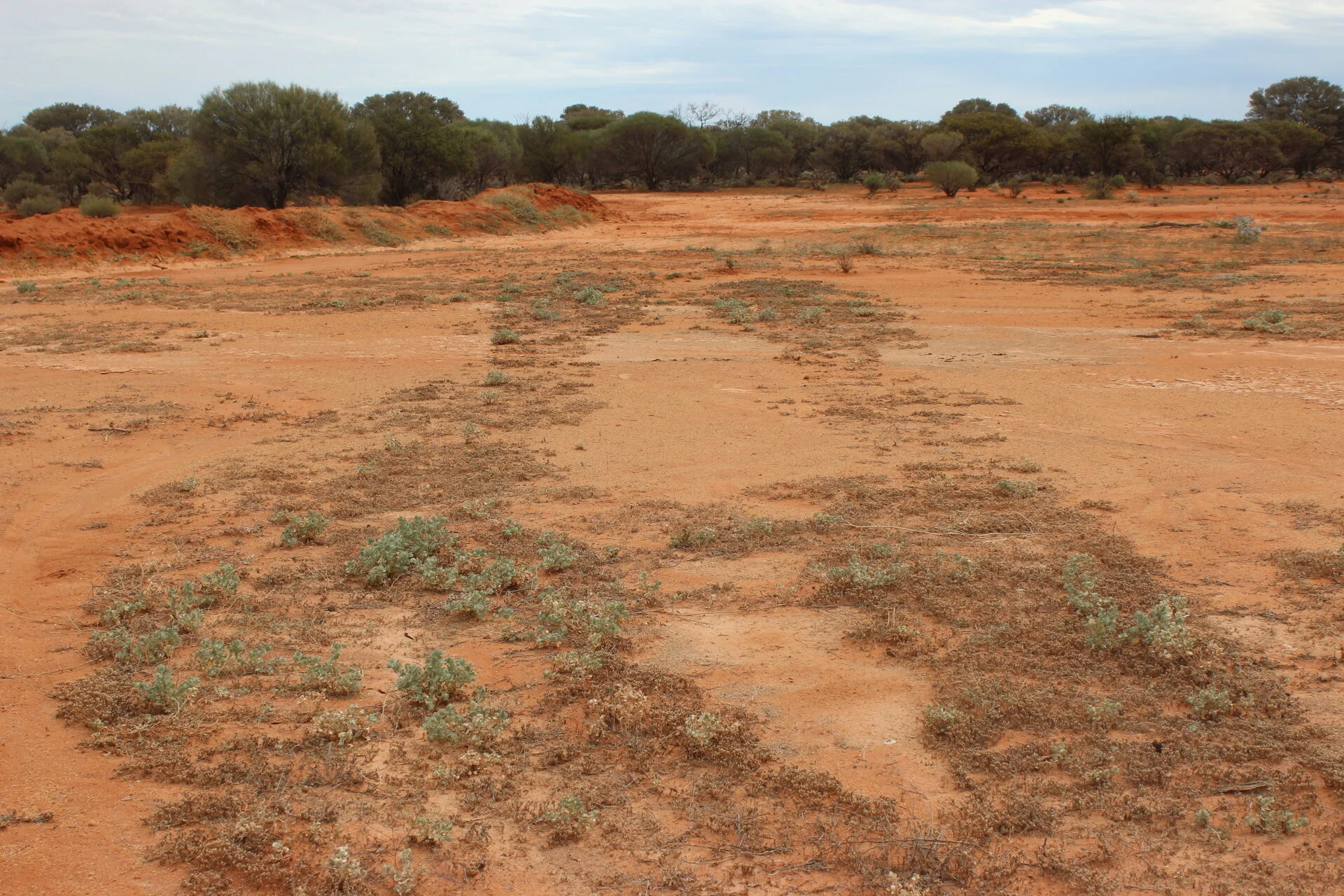 Signs of life - returning ground cover to a scoured plain