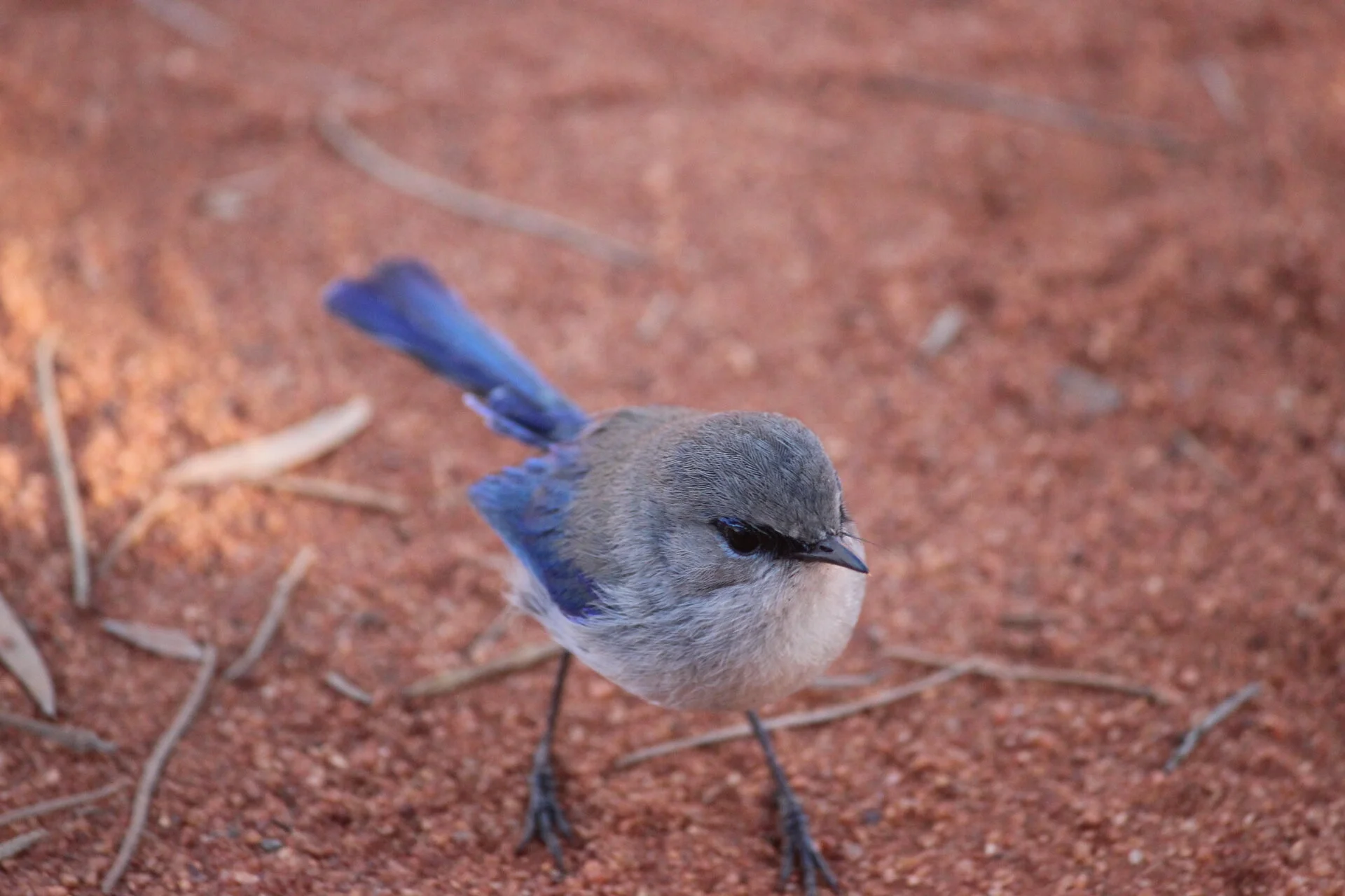 Blue wren near Henry’s camp