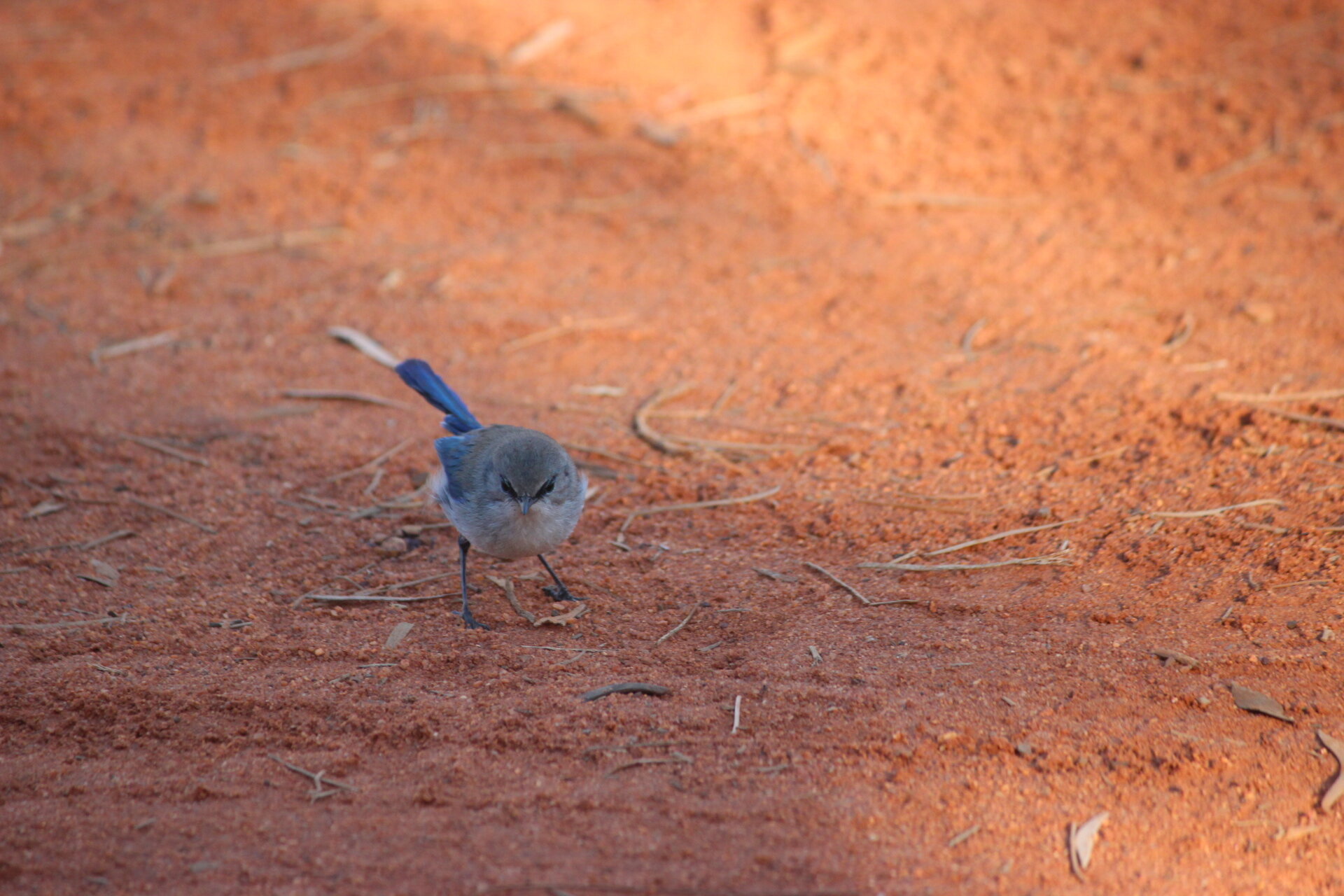 40 The Cultural Interface