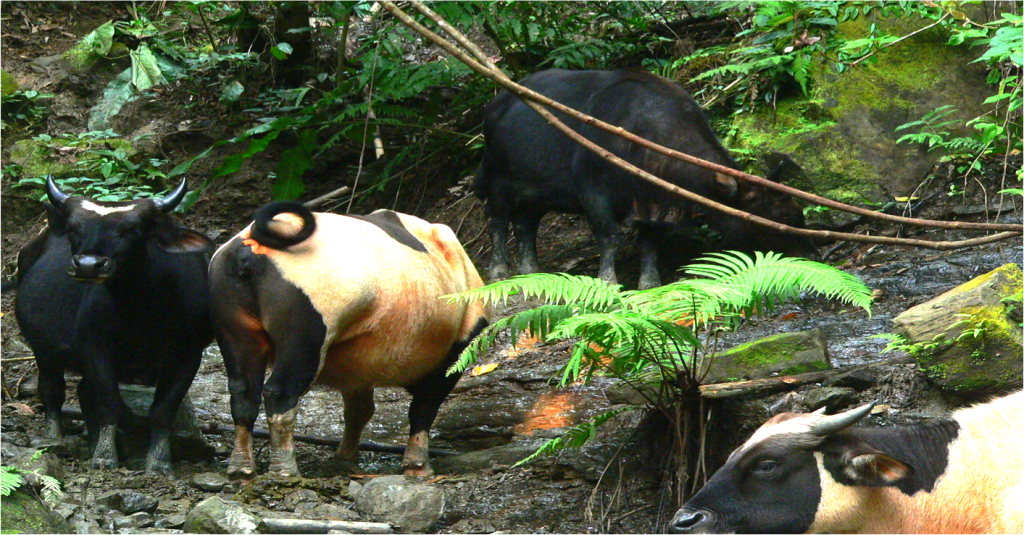 Of hippos and endangered indigenous denizens 