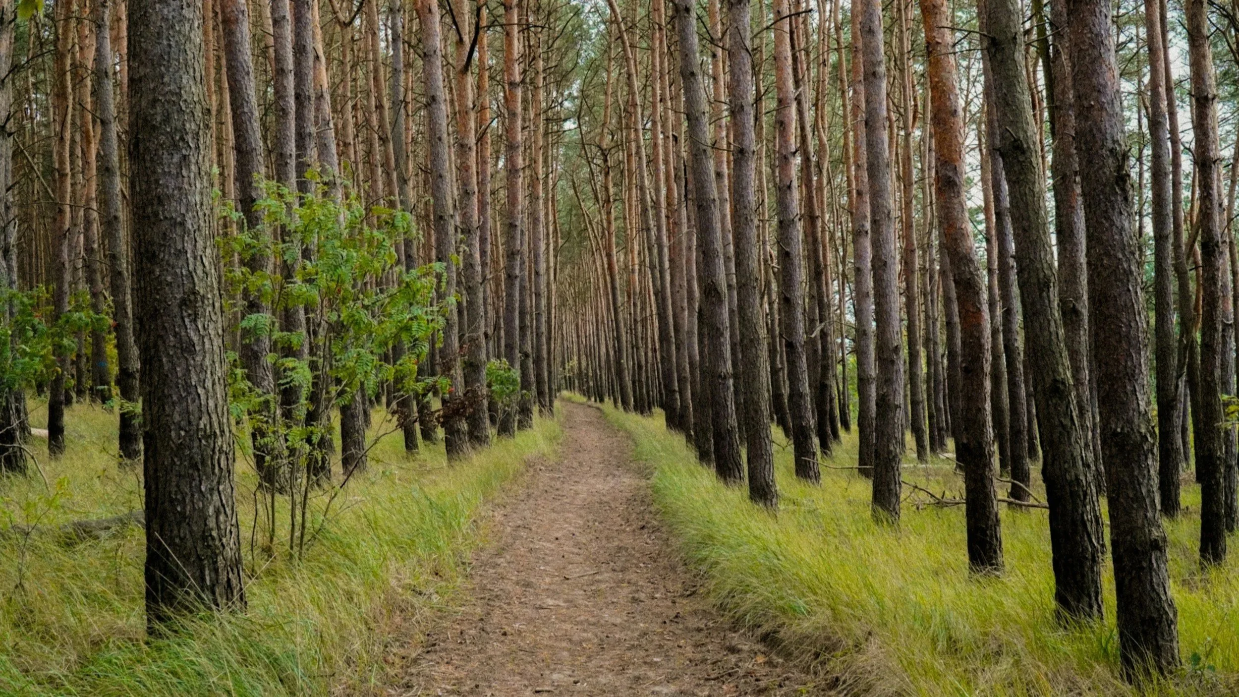 4 Ways DEI and Coaching Share Common Ground