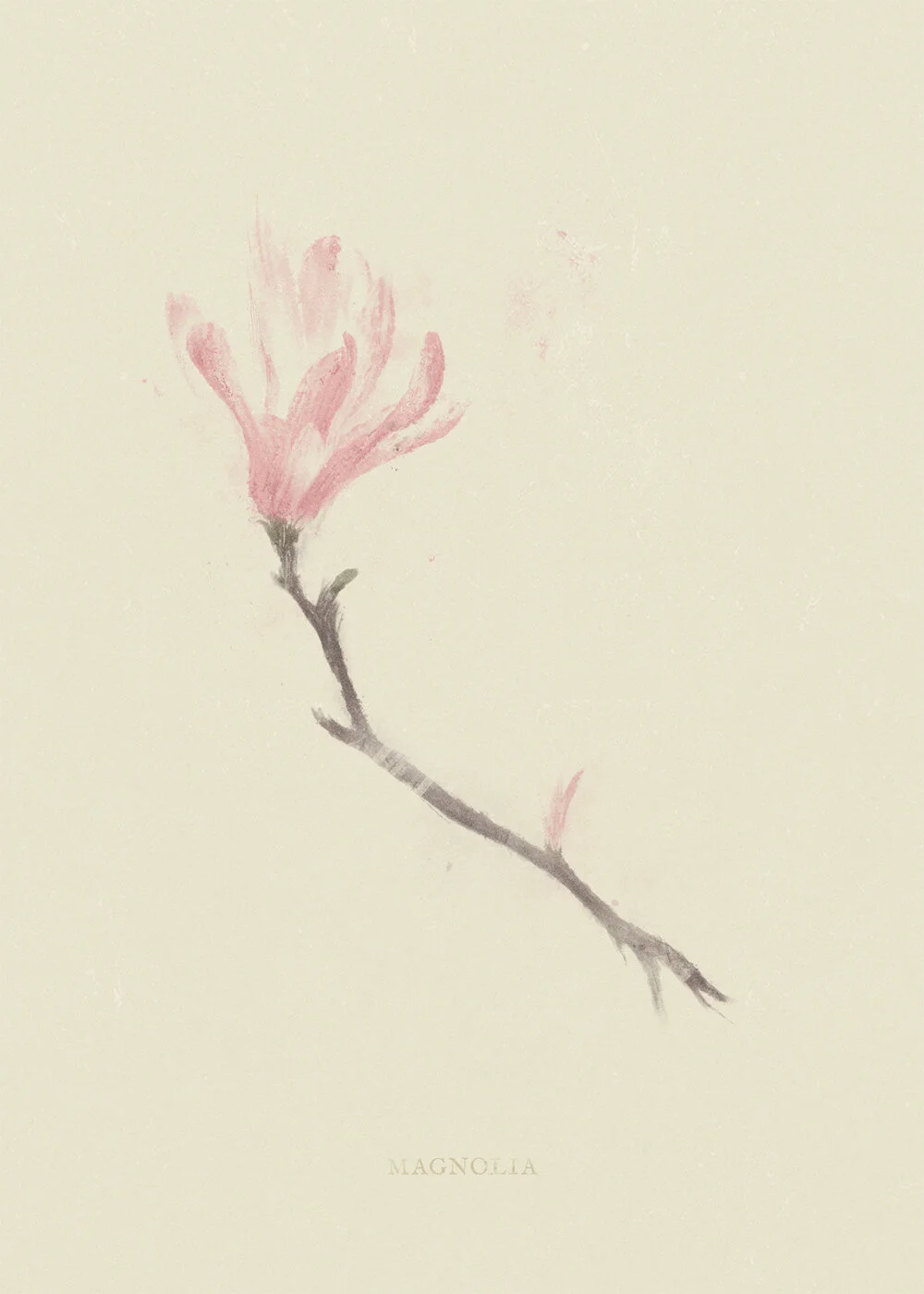 magnolia.jpg