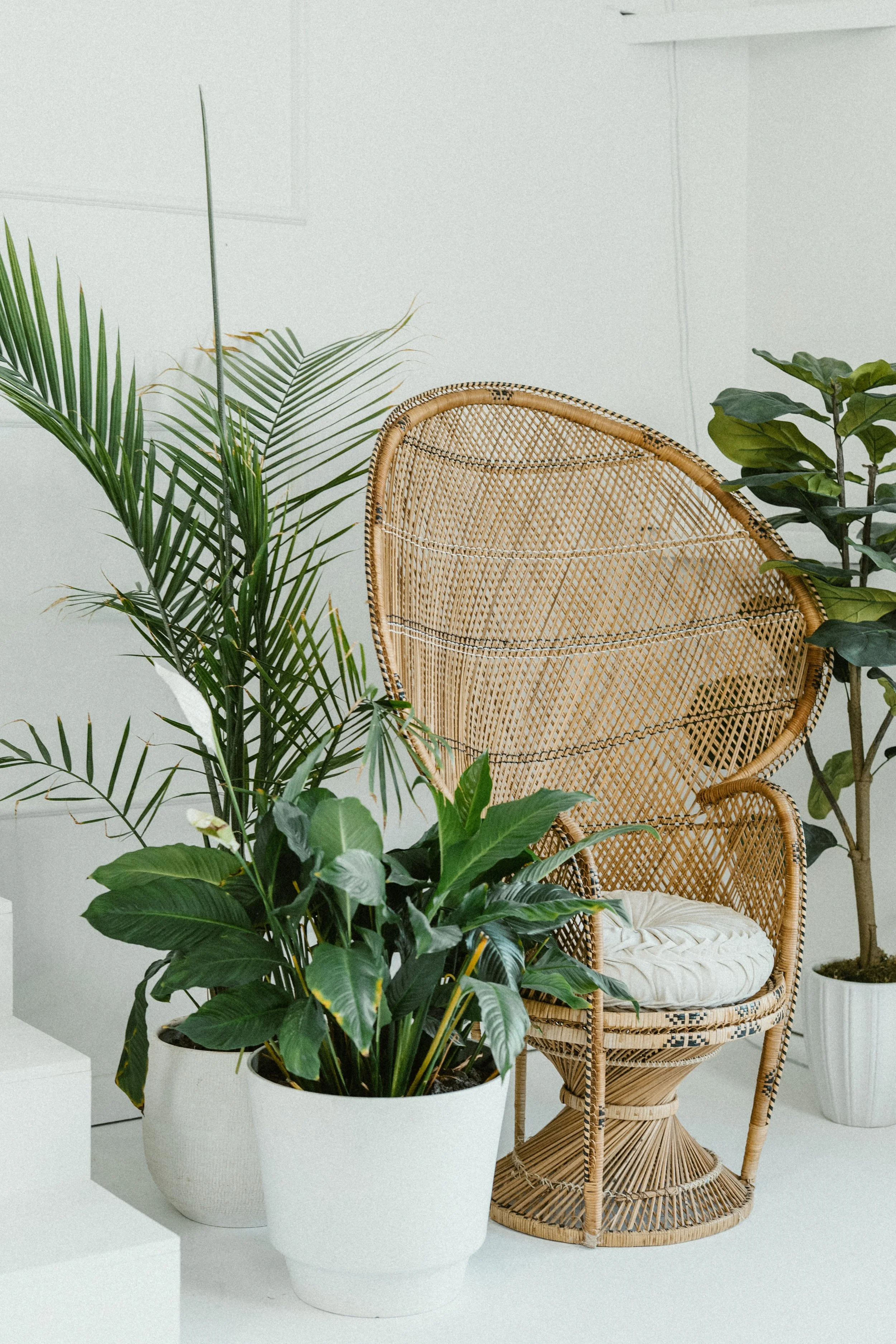 Peacock Chait (Available Until Feb 28th) 