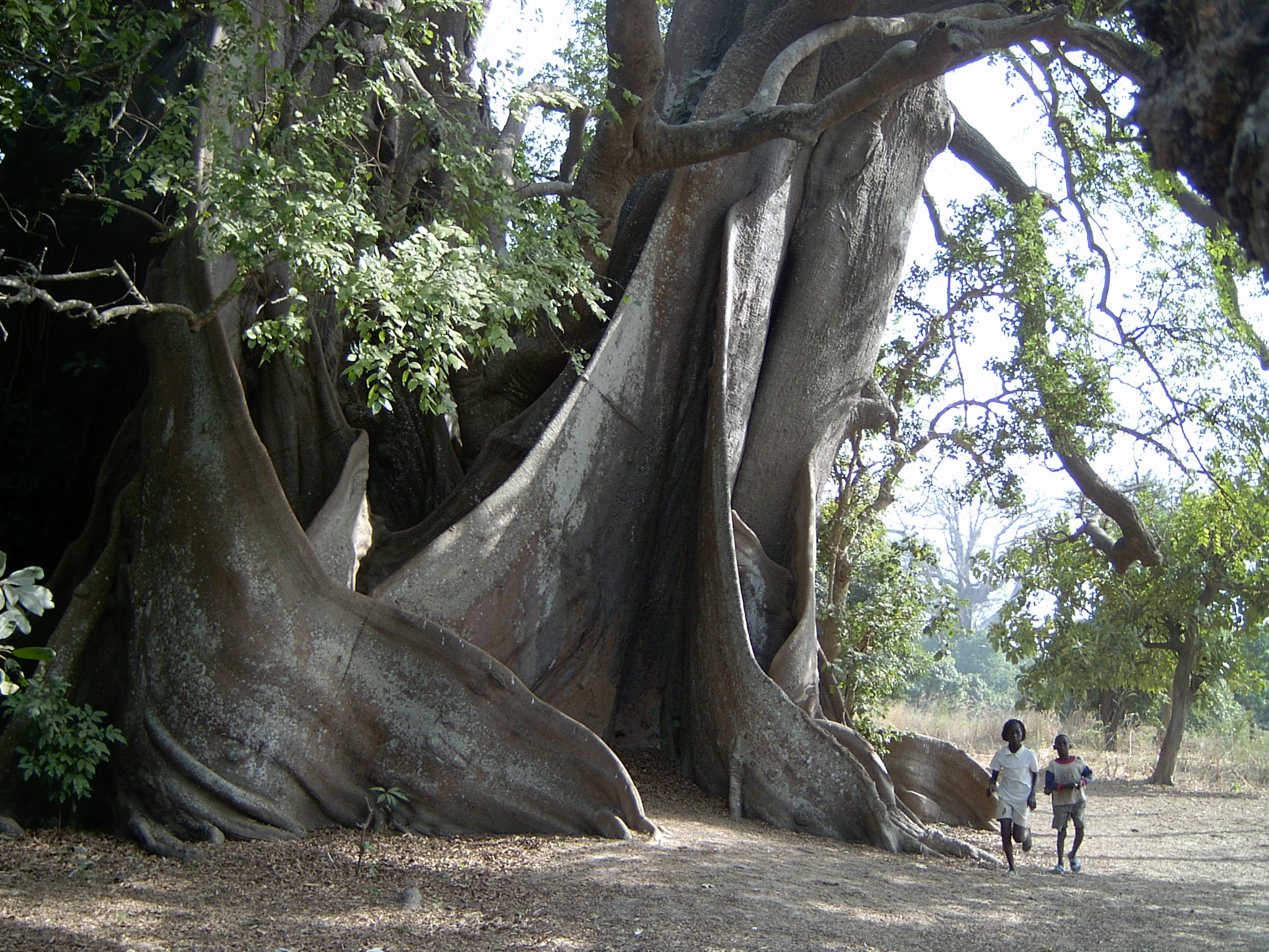 Bantam Wora - the sacred tree of Abene